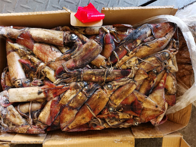 Indian Squid