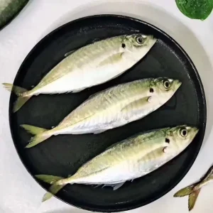 Horse Mackerel