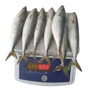 Pacific Mackerel